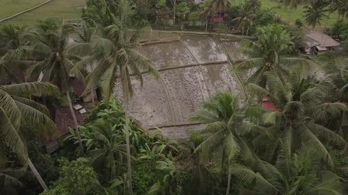 Tropical Bali rice fields