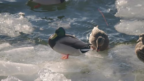 Male and Female Mallard Ducks Standing On The Pond Covered With Ice - slow motion