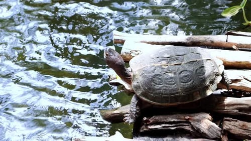 A turtle sits on a wooden raft above the water and basks in the sun. 4k footage