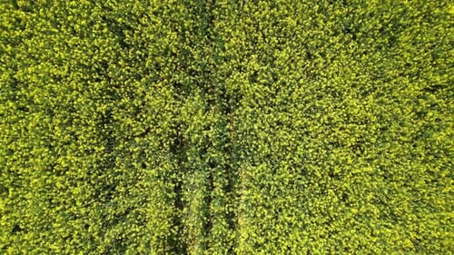 Aerial view of rapeseed fields in Aljmas, Osijek-Baranja, Croatia.