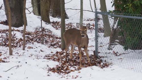 Deer Standing in Snowy Winter Forest