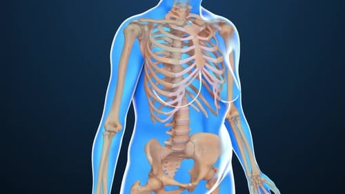 Human Skeleton and Osteoporosis: Healthy Bone vs. Diseased Vertebra