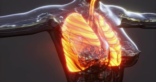 Human Lung Anatomy Showing Detailed Structures and Functions