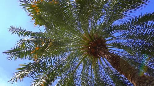 Tropical Palm Tree on Sunny Sky Background Exotic Green Palm Leaves Sway on the Beach Relax Vacation