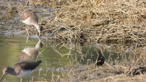 Sandpiper - finding food in pond area .