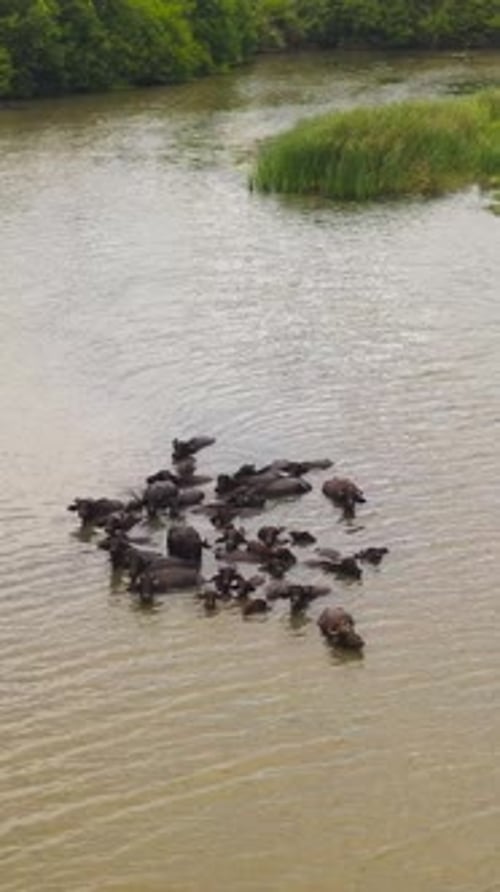 Buffles sauvages dans la rivière Sri Lanka