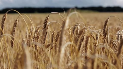 Un champ de blé doré ondulant doucement au soleil d'été, une récolte abondante au ralenti