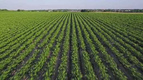 Symmetrical Rows Of Green Crops