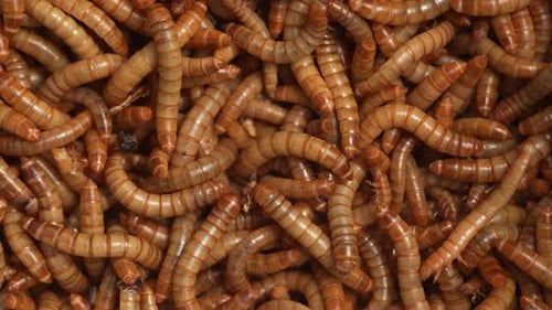 Live Mealworms 17