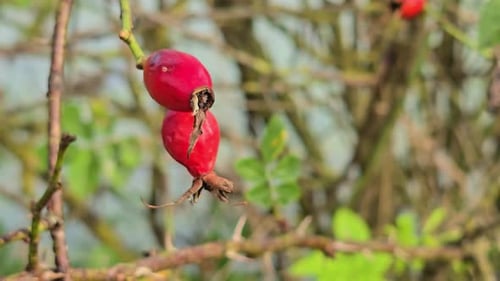 A branch with red rosehip berries swings in the wind on a blurry background