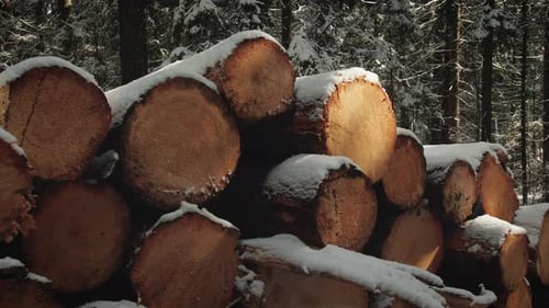 Snowy Logs in Winter Forest