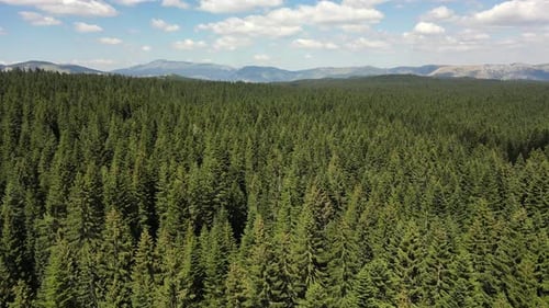 Aerial view of a beautiful, coniferous forest, huge epic mountains stand on the horizon. Durmitor.