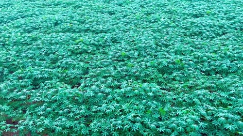 Drone Shot of Agricultural Field With Green Plants