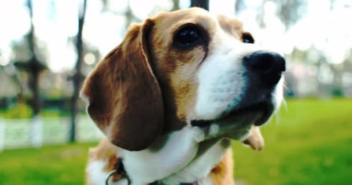 Dog Beagle Sitting at Grass in a Green Park and Barks Concept Obedience Friendship Mans Best Friend