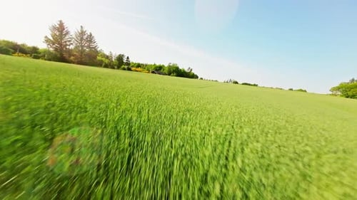 FPV Drone Flight Above Green Farm