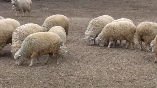 Flock Of Sheep Feeding On Ground At Daytime In The Zoo. - wide shot
