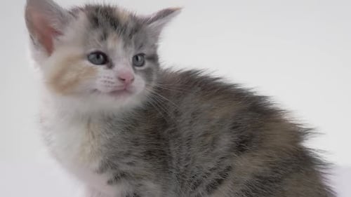 Gray Kitten Meows on White Background
