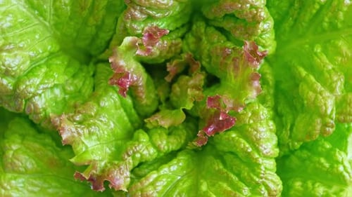 Laitue verte et rouge, Lollo Rosso, feuilles, vue de dessus, caméra animée, faisant tourner l'arrière-plan des aliments
