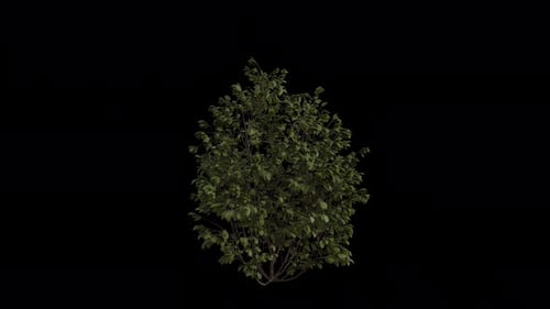 European Hazel blowing in the wind Loop Animation. with Transparent Background. Alpha Channel