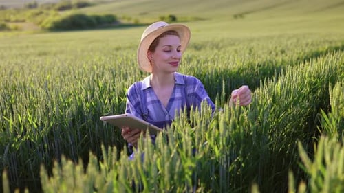 Farmer Using Tablet in Wheat Field