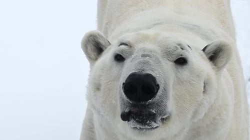 Big Male Polar Bear Plays Joyfully in Fresh Snow Near a Frozen Lake During Winter in Alaska