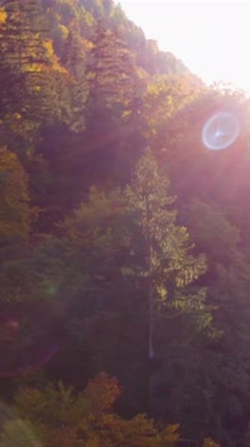 Une scène captivante de forêt ensoleillée avec de magnifiques reflets et un spectre de couleurs