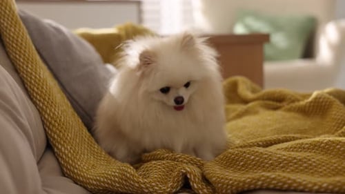 Cute Pomeranian Dog Relaxing on Yellow Blanket