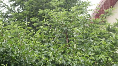 Fortes pluies sur fond vert