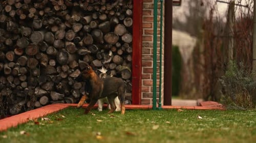 Two Dogs Playing Fetch in a Grassy Yard