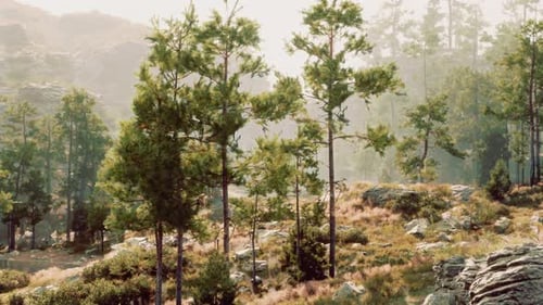 A Dense Forest with Towering Trees and Mosscovered Rocks
