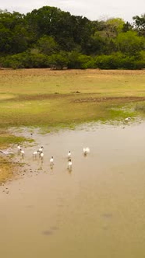 Lake with Birds in Sri Lanka