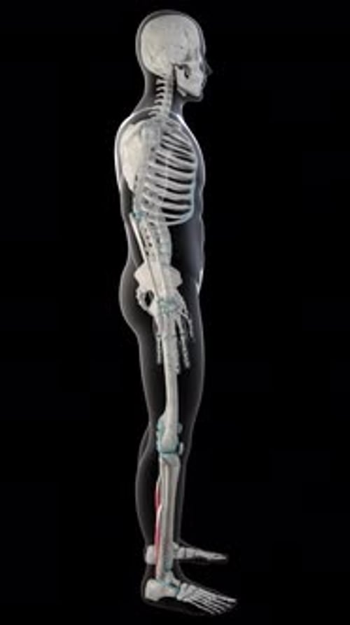 Flexor Hallucis Longus Muscles On Whole Human Body Vertical Video