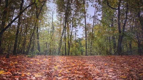 Magical Scene in a Bright and Dry Autumn Forest Bright Autumn Time Ground Covered with a Carpet of