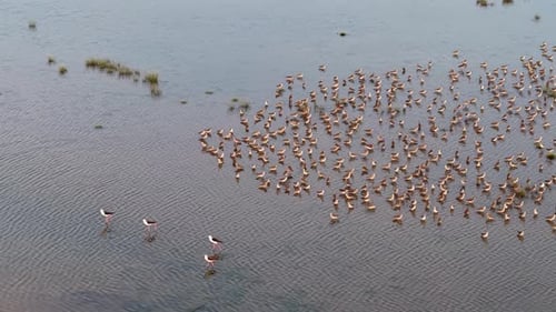 Aerial view of sandpipers flock wading in shallow marsh