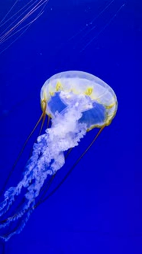 Graceful Jellyfish Swimming in Deep Blue Ocean Water
