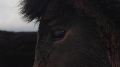 Close up of dark brown Icelandic horse eye and mane during windy day