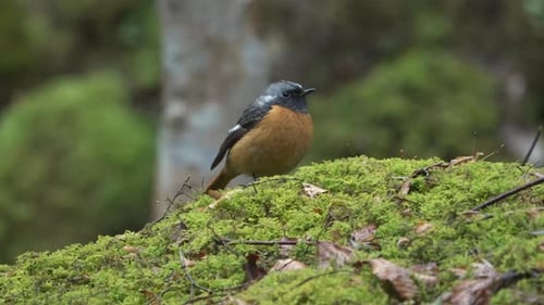 Puffed up male redstart (Phoenicurus phoenicurus) perching on an algae-covered stone flicking its ta
