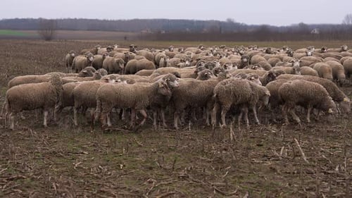 Large Herd of Sheep in a Rural Field