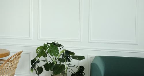 Interior of modern dining room with Monstera plant