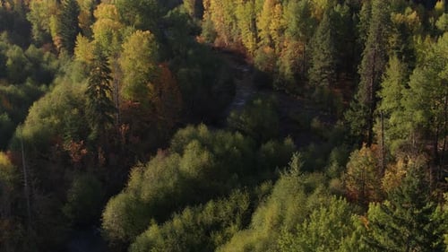 Aerial riseup revealing a small creek with pines and deciduous trees starting to show Autumn at sunr