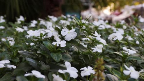 Beautiful white flowers in the garden blooming
