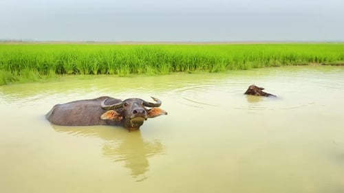 Buffalo Relaxing in a Watering Hole on Farm