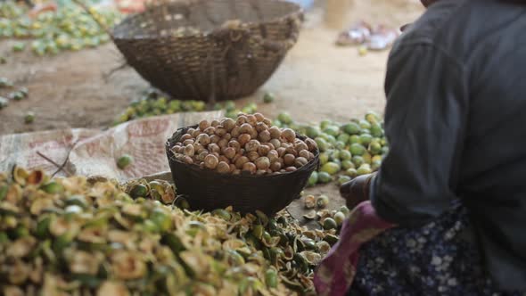 Woman separating shells from fruit of areca nut. Fruit preparation at ...