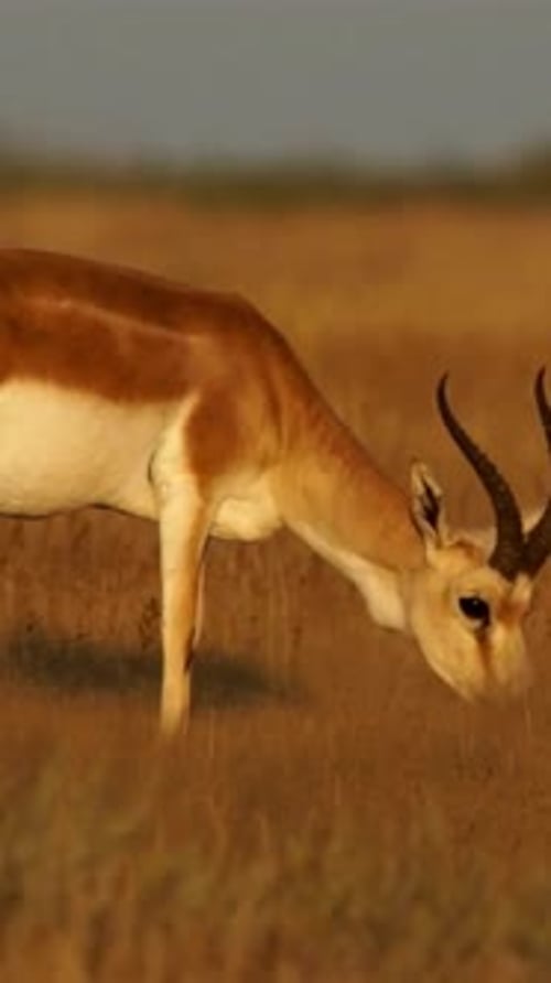 Vertical View Of Gazelle, Wildlife in Deep Forest