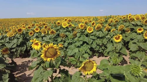Sunflowers Field in Summer