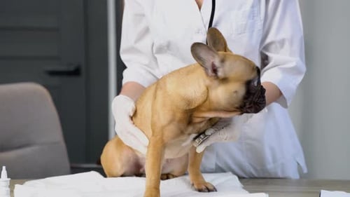 Woman Veterinarian Listens to Dog Lungs with Stethoscope in Veterinary Clinic