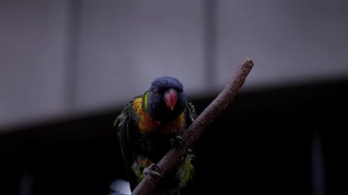 Rainbow Lorikeet Resting On Branch - close up