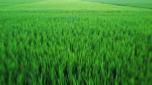Low angle shot of drone flying above lush green rice or paddy field in the country