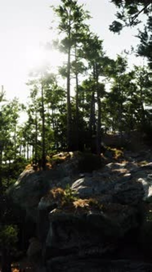 Sun Shines Through Trees on Rocky Hill