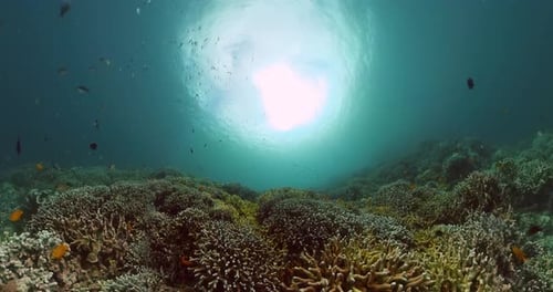 Underwater Coral Reef Ecosystem with Tropical Fish